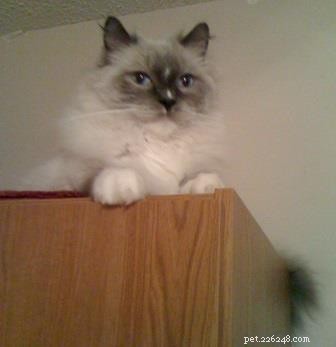 Ragdoll Cats with Stunning Blaze Patterns – Beautiful Photos