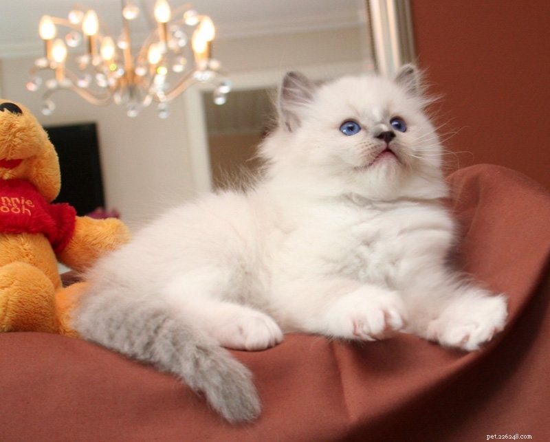 Ragdoll Cats with Stunning Blaze Patterns – Beautiful Photos