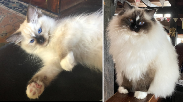 Ragdoll Cats with Stunning Blaze Patterns – Beautiful Photos