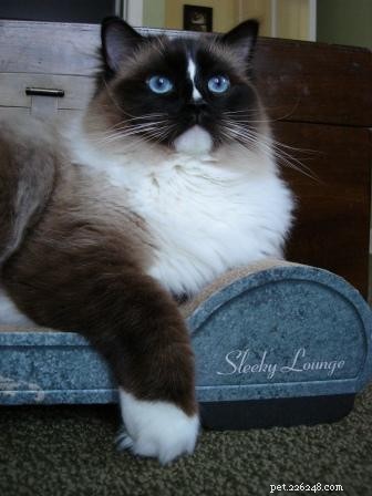 Ragdoll Cats with Stunning Blaze Patterns – Beautiful Photos