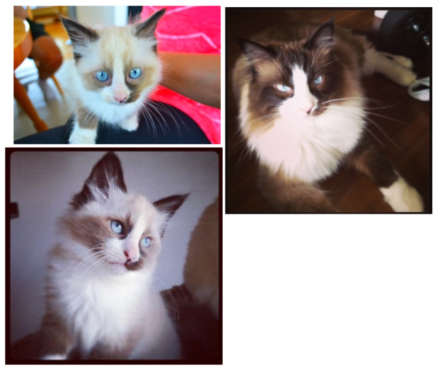 Ragdoll Cats with Stunning Blaze Patterns – Beautiful Photos