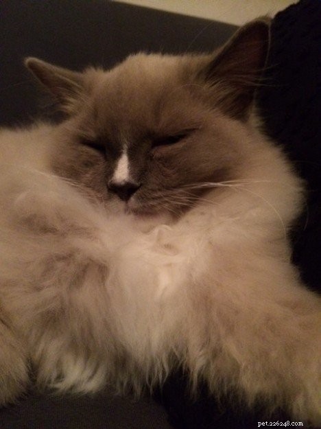 Ragdoll Cats with Stunning Blaze Patterns – Beautiful Photos