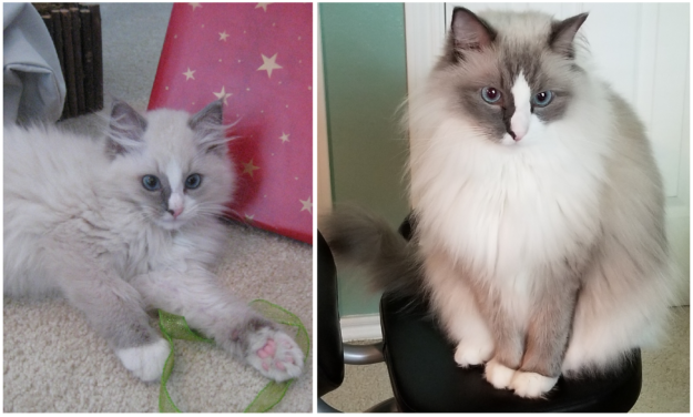 Ragdoll Cats with Stunning Blaze Patterns – Beautiful Photos