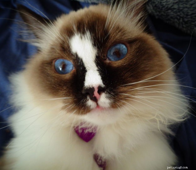 Ragdoll Cats with Stunning Blaze Patterns – Beautiful Photos