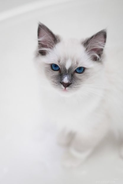 Ragdoll Cats with Stunning Blaze Patterns – Beautiful Photos