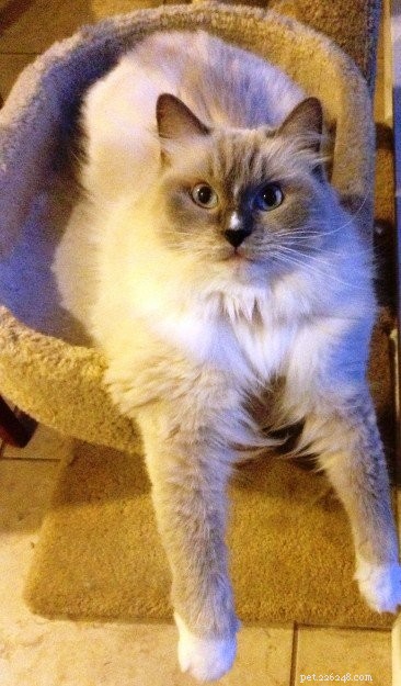 Ragdoll Cats with Stunning Blaze Patterns – Beautiful Photos
