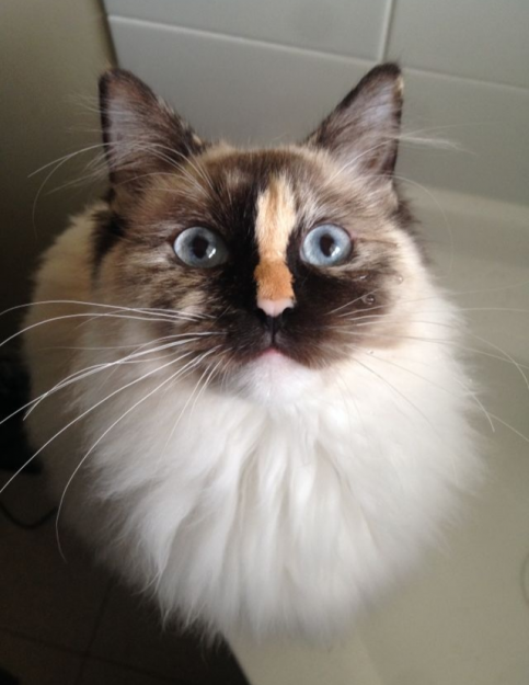 Ragdoll Cats with Stunning Blaze Patterns – Beautiful Photos
