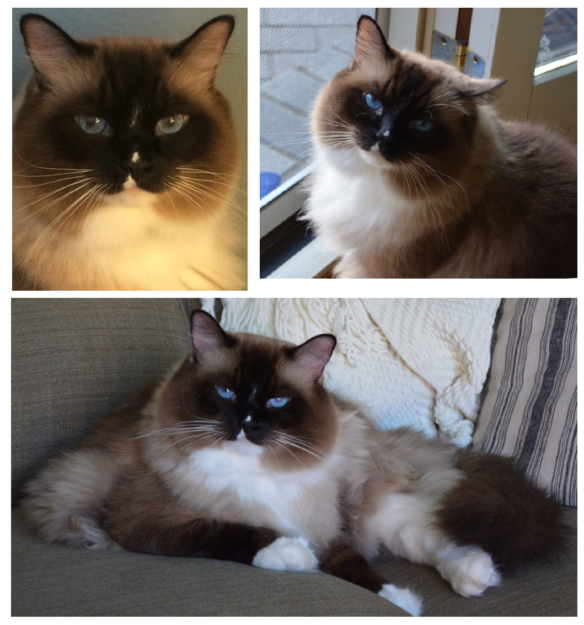 Ragdoll Cats with Stunning Blaze Patterns – Beautiful Photos