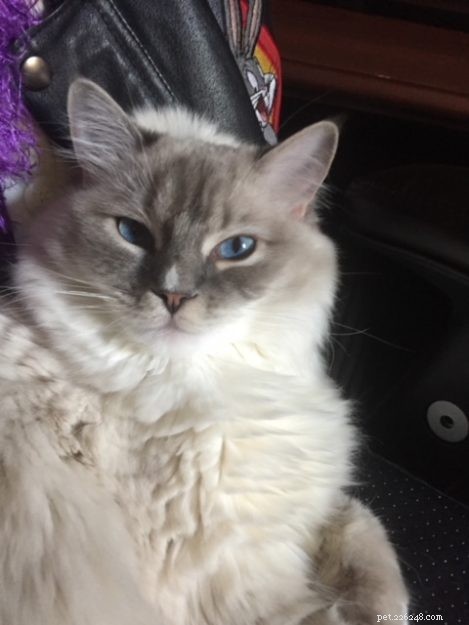 Ragdoll Cats with Stunning Blaze Patterns – Beautiful Photos