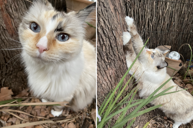 Ragdoll Cats with Stunning Blaze Patterns – Beautiful Photos