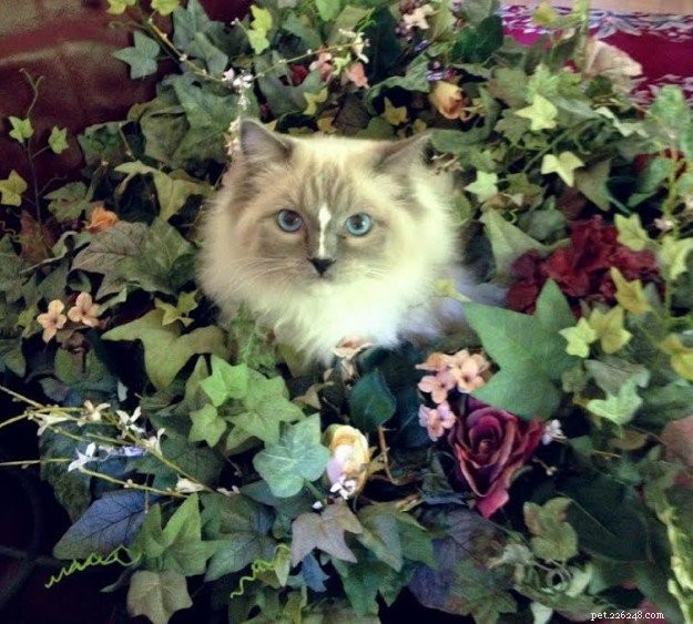 Ragdoll Cats with Stunning Blaze Patterns – Beautiful Photos