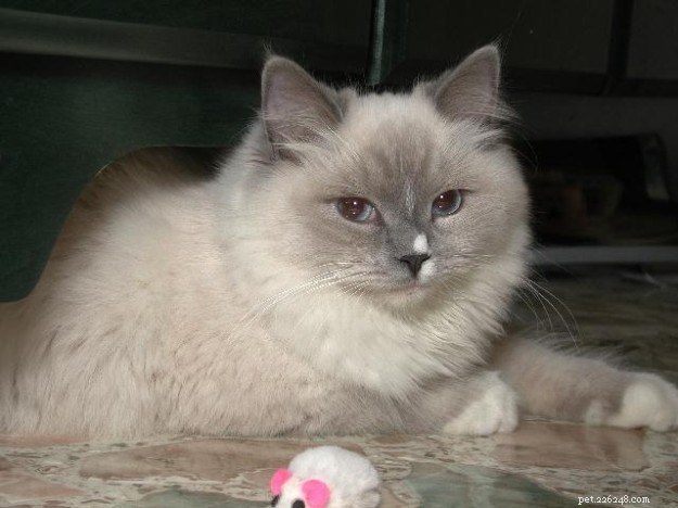 Ragdoll Cats with Stunning Blaze Patterns – Beautiful Photos
