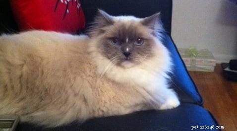 Ragdoll Cats with Stunning Blaze Patterns – Beautiful Photos