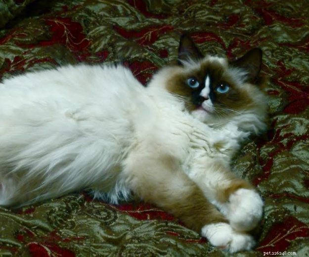 Ragdoll Cats with Stunning Blaze Patterns – Beautiful Photos