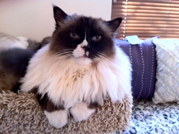 Ragdoll Cats with Stunning Blaze Patterns – Beautiful Photos