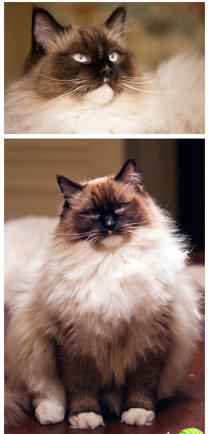 Ragdoll Cats with Stunning Blaze Patterns – Beautiful Photos