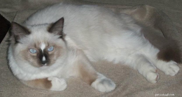 Ragdoll Cats with Stunning Blaze Patterns – Beautiful Photos