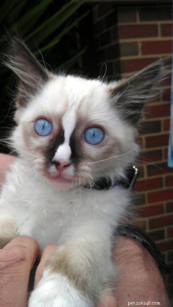 Ragdoll Cats with Stunning Blaze Patterns – Beautiful Photos