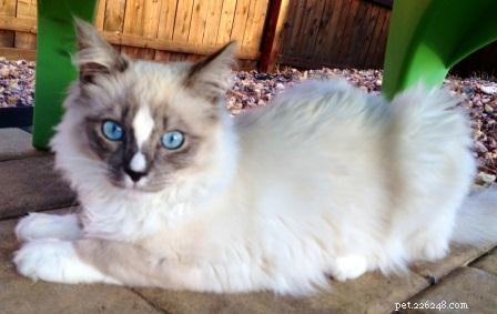 Ragdoll Cats with Stunning Blaze Patterns – Beautiful Photos