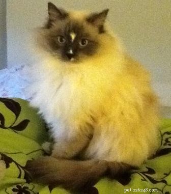 Ragdoll Cats with Stunning Blaze Patterns – Beautiful Photos