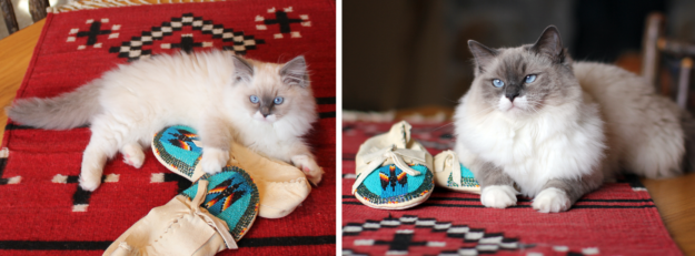 Ragdoll Cats with Stunning Blaze Patterns – Beautiful Photos