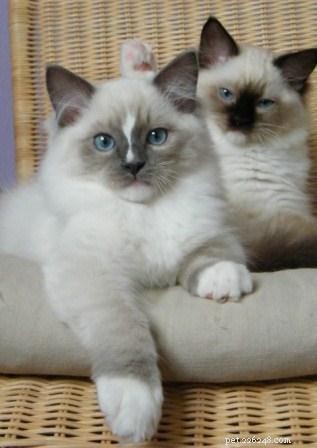Ragdoll Cats with Stunning Blaze Patterns – Beautiful Photos