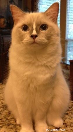 Ragdoll Cats with Stunning Blaze Patterns – Beautiful Photos
