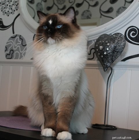 Ragdoll Cats with Stunning Blaze Patterns – Beautiful Photos