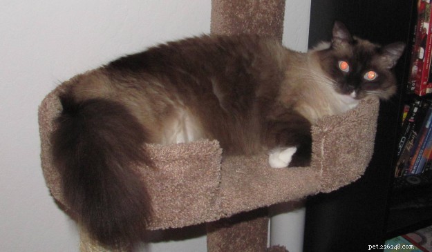 Ragdoll Cats with Stunning Blaze Patterns – Beautiful Photos