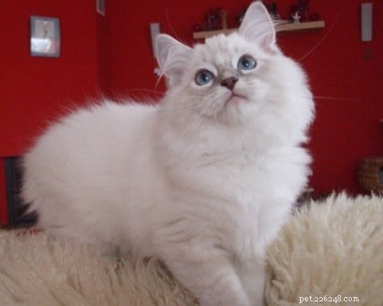 Ragdoll Cats with Stunning Blaze Patterns – Beautiful Photos