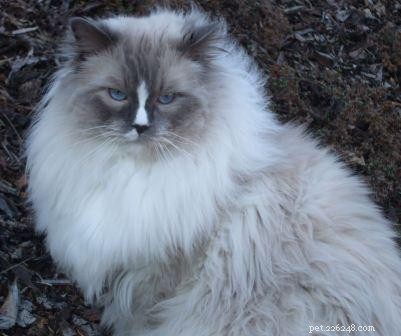 Ragdoll Cats with Stunning Blaze Patterns – Beautiful Photos