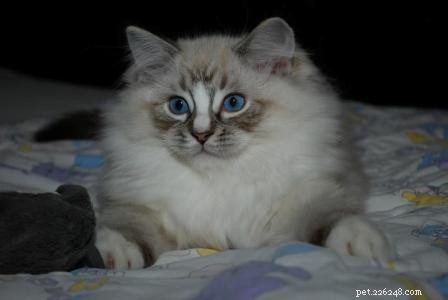 Ragdoll Cats with Stunning Blaze Patterns – Beautiful Photos
