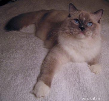 Ragdoll Cats with Stunning Blaze Patterns – Beautiful Photos