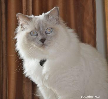 Ragdoll Cats with Stunning Blaze Patterns – Beautiful Photos