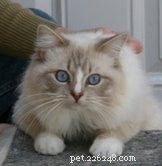Ragdoll Cats with Stunning Blaze Patterns – Beautiful Photos