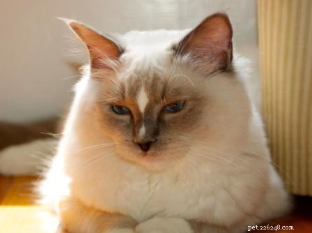 Ragdoll Cats with Stunning Blaze Patterns – Beautiful Photos