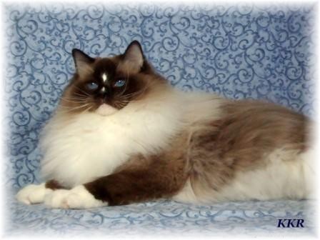 Ragdoll Cats with Stunning Blaze Patterns – Beautiful Photos