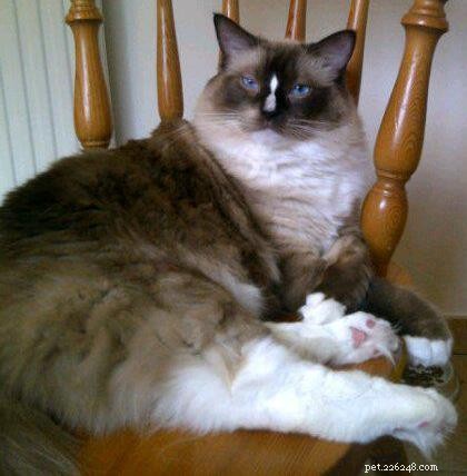 Ragdoll Cats with Stunning Blaze Patterns – Beautiful Photos