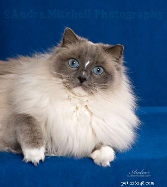 Ragdoll Cats with Stunning Blaze Patterns – Beautiful Photos