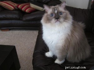Ragdoll Cats with Stunning Blaze Patterns – Beautiful Photos