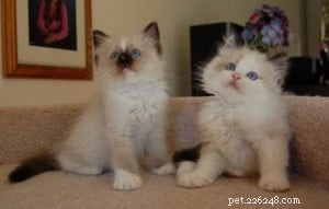 Ragdoll Cats with Stunning Blaze Patterns – Beautiful Photos