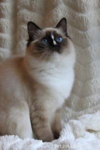 Ragdoll Cats with Stunning Blaze Patterns – Beautiful Photos