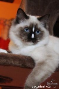 Ragdoll Cats with Stunning Blaze Patterns – Beautiful Photos