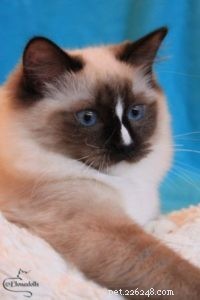 Ragdoll Cats with Stunning Blaze Patterns – Beautiful Photos