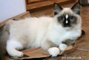 Ragdoll Cats with Stunning Blaze Patterns – Beautiful Photos
