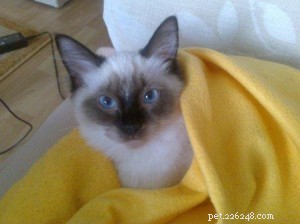 Ragdoll Cats with Stunning Blaze Patterns – Beautiful Photos