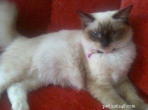Ragdoll Cats with Stunning Blaze Patterns – Beautiful Photos
