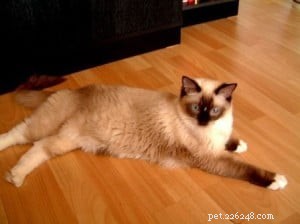 Ragdoll Cats with Stunning Blaze Patterns – Beautiful Photos