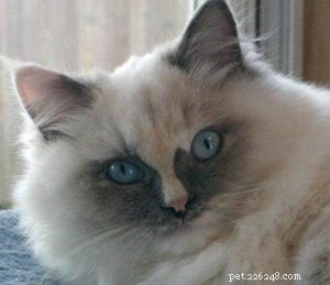 Ragdoll Cats with Stunning Blaze Patterns – Beautiful Photos