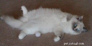 Ragdoll Cats with Stunning Blaze Patterns – Beautiful Photos